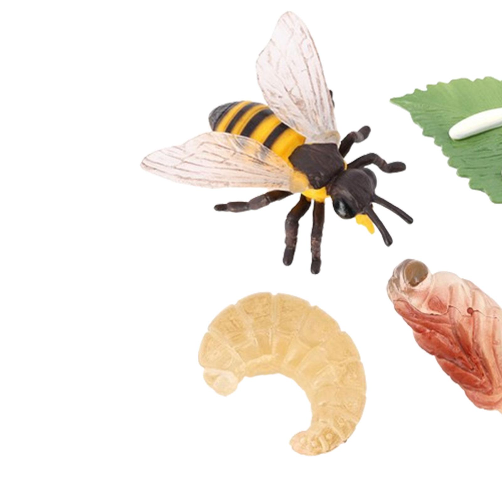 Animal Life Cycle Bee Model Ed - огляд і ціна Kids Education Presentation
