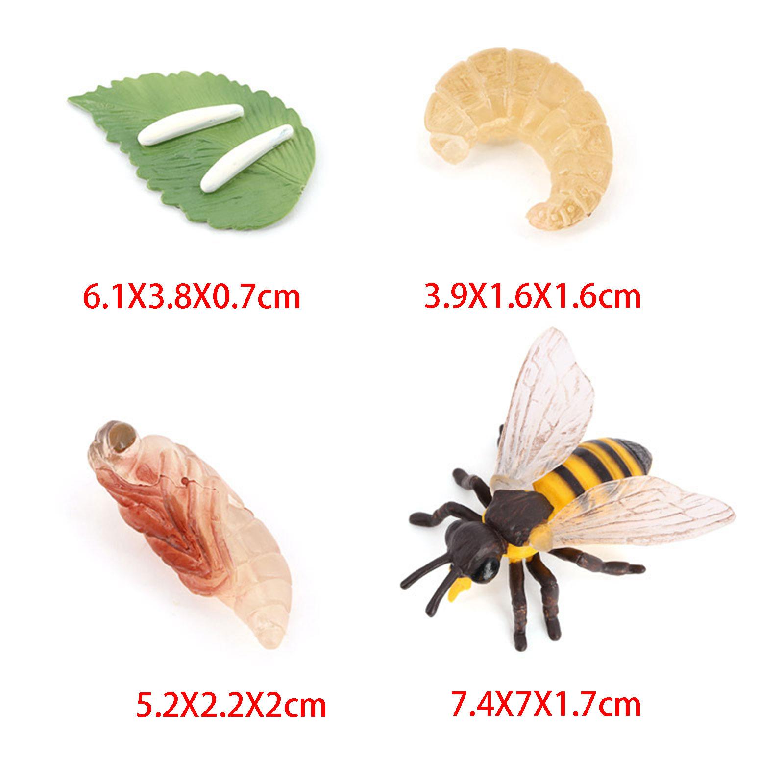 Animal Life Cycle Bee Model Ed - огляд і ціна Kids Education Presentation