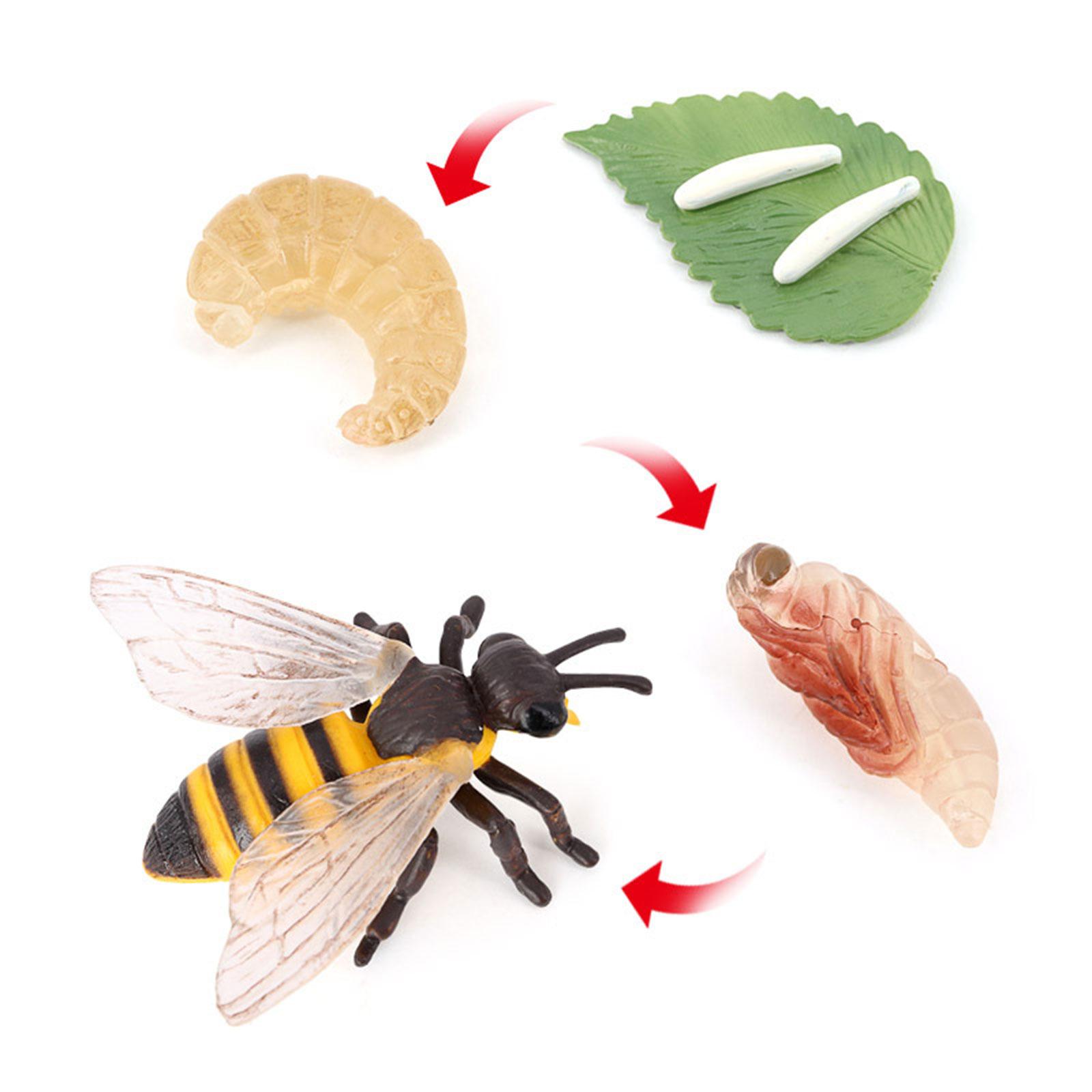 Animal Life Cycle Bee Model Ed - огляд і ціна Kids Education Presentation
