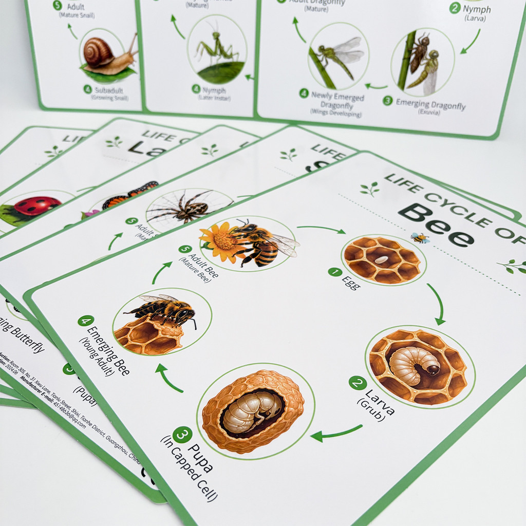 8Pcs Nature Life Cycle Educati - огляд і ціна Kids Educational Poster